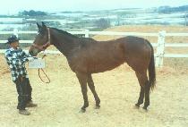 �������� (JOAJOA) ����