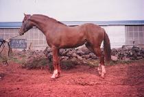 ������� (REVOLUTION) ����