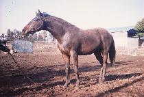 ž����ƾ (TOP MOUNTAIN) ����