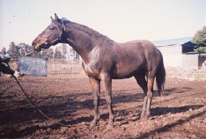 ž����ƾ ����