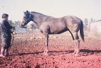 �з��Ͼ����� (MILLENNIUM BOY) ����