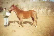 �밭�� (DAEGANGGONG) ����