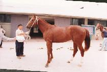 �´��� (GOOD NEWS) ����