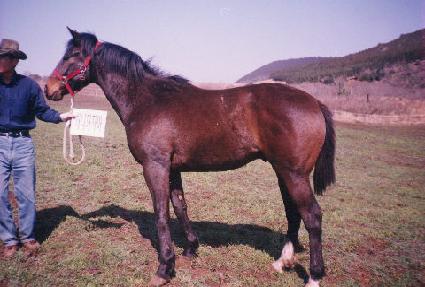 ������ ����