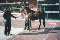 ���� (BOU) ����