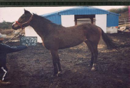 �ڷγ������� ����