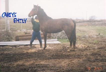 Į�������и� ����