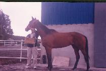 ���϶󵵶���� (BAILADORA VERDE) ����