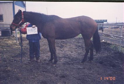 ��Ʈ�����ε� ����