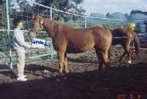 �ҿ�� (FAN WOOD) ����