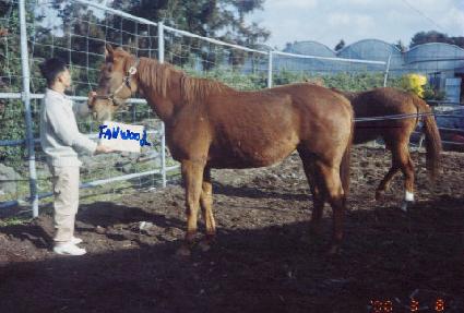 �ҿ�� ����