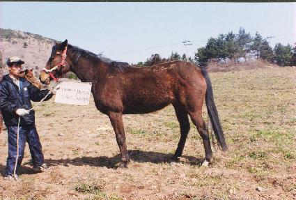 ����ʽ������� ����