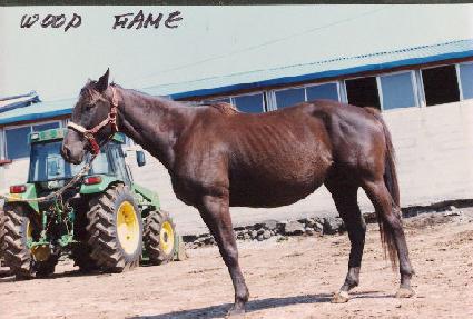 ������� ����