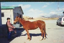 ���ʸ��۷θ� (APPEALING GLORY) ����