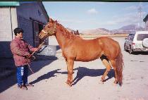 �ö��׿�� (FLYING WOOD) ����