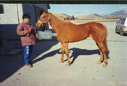 ������Ÿ ����