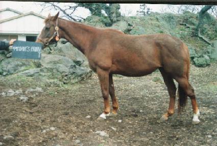 ����������� ����