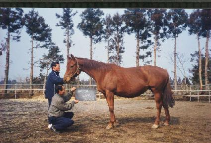 �����÷� ����