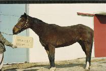 ���и������� (EMILY JO ROSE) ����