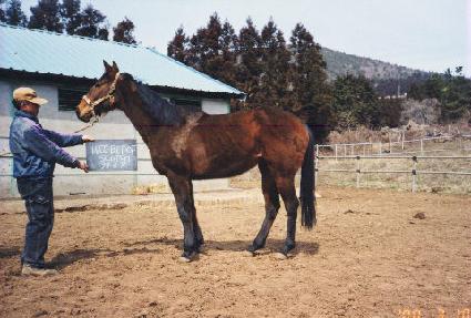 �������꽺īġ ����