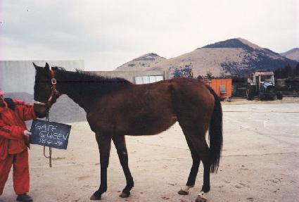 ����Ʈ�� ����