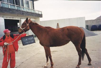 ���� ����