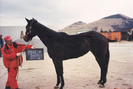 ���̾���յ���Ʈ ����