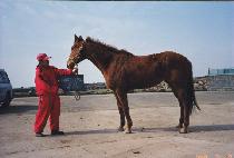 ������������ (THREE GIRLS�� WISH) ����