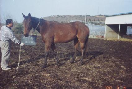 ��Į���ö� ����