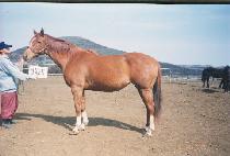 ������Ÿ (PANGEOTA) ����