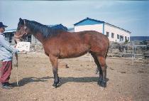 ����콺�� (SNOWSTORM) ����