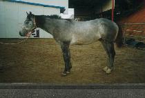 ���è�� (DEAR CHAMP) ����