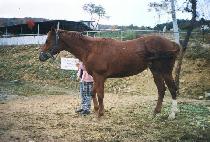 �������� (YEONGWON BULPAE) ����