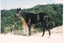 �η��� (DURUMOA) ����