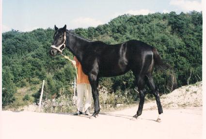 �η��� ����