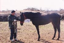 ���˸� (NEW ARLYN) ����