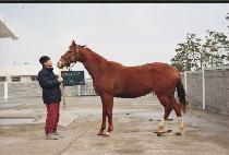 ĳ�Ѹ� (CAROL LEA) ����