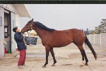 DUMPTY RIDER picture