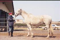 GUIDED DANCER picture