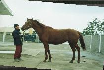 ����Ʈ��ġ (LIGHT TOUCH) ����