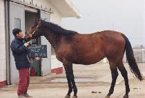 ������� (NOLANA��S GOLD) ����