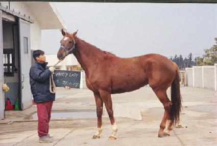 �����̾�Ƽ���̵� ����