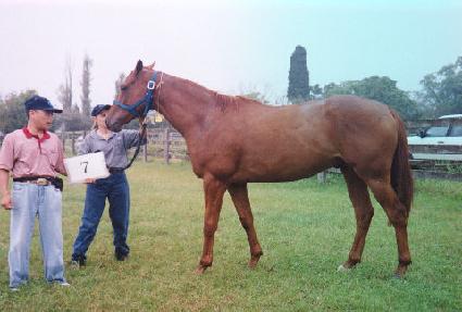 ������ ����