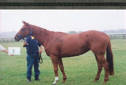 ���� ����