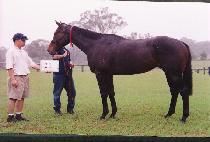 ��Į (DUCAL) ����