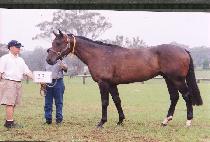 �����׷��������� (GO THE GRAPEVINE) ����