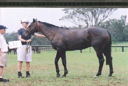 �ν�źƮ������ ����