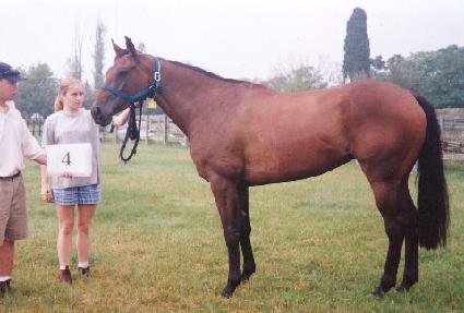 ������޾� ����