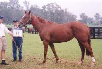 ���� (SHARON) ����