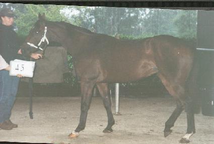 �ƿ�����ƮĿ�� ����